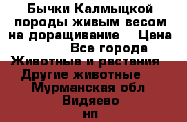 Бычки Калмыцкой породы живым весом на доращивание. › Цена ­ 135 - Все города Животные и растения » Другие животные   . Мурманская обл.,Видяево нп